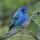 La magie de l'oiseau bleu : gazouiller sur une branche ou brancher les gazouillis? 